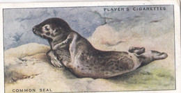 20 Common Seal  - Animals Of The Countryside 1939  - Original Players Cigarette Card - Wildlife - Player's