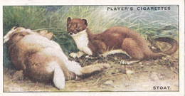 15 Stoat  - Animals Of The Countryside 1939  - Original Players Cigarette Card - Wildlife - Player's