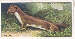 16 Weasel - Animals Of The Countryside 1939  - Original Players Cigarette Card - Wildlife - Player's