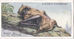 10 Noctule Or Great Bat - Animals Of The Countryside 1939  - Original Players Cigarette Card - Wildlife - Player's