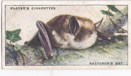 7 Natters  Bat - Animals Of The Countryside 1939  - Original Players Cigarette Card - Wildlife - Player's