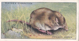 2 Common Shrew  - Animals Of The Countryside 1939  - Original Players Cigarette Card - Wildlife - Player's