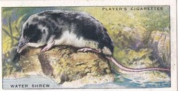 4 Water Shrew  - Animals Of The Countryside 1939  - Original Players Cigarette Card - Wildlife - Player's