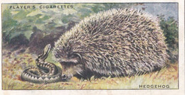 5 Hedgehog  - Animals Of The Countryside 1939  - Original Players Cigarette Card - Wildlife - Player's