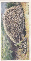 5 Hedgehog  - Animals Of The Countryside 1939  - Original Players Cigarette Card - Wildlife - Player's