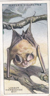 6 Lesser Horseshoe Bat - Animals Of The Countryside 1939  - Original Players Cigarette Card - Wildlife - Player's