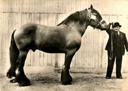 Chevaux * élevage Français * étalon Mulassier * Hippique Hippisme Haras * Cheval - Cavalli