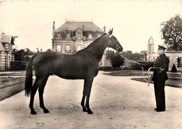 Chevaux * élevage Français * Un Trotteur * Hippique Hippisme Haras - Horses