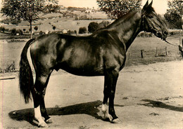 Chevaux * élevage Français , France * Cheval Normand * Hippique Hippisme Haras - Horses
