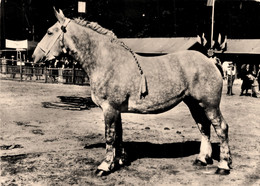 Chevaux * élevage Français , France * Cheval Percheron * Hippique Hippisme Haras - Horses