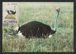 Mozambique Carte Maximum Struthio Camelus Autruche D'Afrique Oiseau 1980  Ostrich Bird Maxicard Moçambique - Straussen- Und Laufvögel
