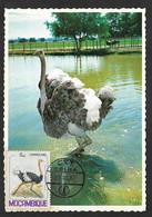 Mozambique Carte Maximum Struthio Camelus Autruche D'Afrique Oiseau 1981 Ostrich Bird Maxicard - Straussen- Und Laufvögel