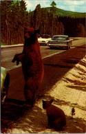 Yellowstone National Park Brown Bear And Cub - Parques Nacionales USA