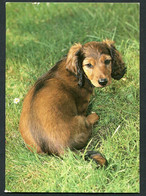 Langhaardackelwelpe - Young Long-haired Dachshund - Jeune Teckel á Poil Long. - 2 Scans For Condition. (Originalscan !!) - Dogs