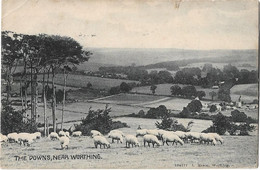 Royaume  Uni    -    Worthing  - The  Downs Near's Garden - Worthing