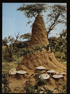 Südwestafrika /Jetzt Namibia - Termiten-Hügel - Gelaufen - Namibië