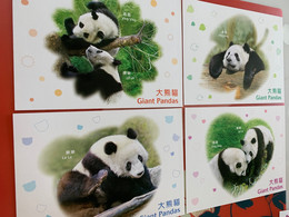 Hong Kong Stamp Cards Pandas X 4 Pieces - Maximumkaarten