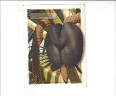 SEYCHELLES    COCO DE MER MALE PALM TREE        ***      A  SAISIR **** - Seychelles