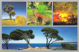 SCENES FROM WESTERN AUSTRALIA. USED POSTCARD Kg9 - Autres & Non Classés