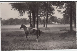 RT26.887    YVELINES. MAISONS-LAFFITE.CHEVAL DE COURSE A L'ENTRAINEMENT - Maisons-Laffitte