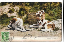 Suisse  -    Grand  Saint Bernard -   Bourg Saint Pierre -      Chiens  Du Saint Bernard - Bourg-Saint-Pierre 