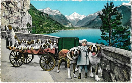 Suisse  -    Grand  Saint Bernard -   Bourg Saint Pierre -      Chiens  Du Saint Bernard -  Fluelen - Bourg-Saint-Pierre 