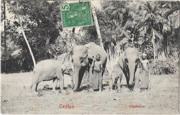 Sri Lanka Ceylon  -    Elephants - Sri Lanka (Ceylon)