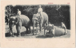 Sri Lanka Ceylon  -    Ceylon  - A Trio  Elephants - Sri Lanka (Ceylon)