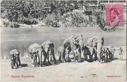 Sri Lanka Ceylon  -    Ceylon   Elephants - Sri Lanka (Ceylon)