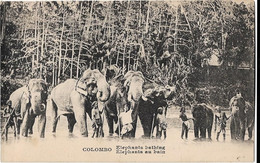 Sri Lanka Ceylon  -   Colombo - Elephants   Bathing - Sri Lanka (Ceylon)