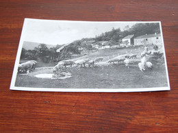 46491-                   HAN S/LESSE, PROMENADE DES JAMBONS D'ARDENNE - Pigs