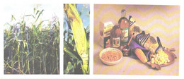 Foods:Corn, 1985 - Recettes (cuisine)
