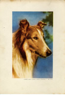 ♥️ Lassie (Cinema, Acteurs, Actrices, Film, Movie, Movie Stars) (B-28) KWATTA - Autres Formats