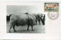 SAINT PIERRE ET MIQUELON CARTE MAXIMUM (CARTE-PHOTO) DU N°375 BOEUF CHAROLAIS AVEC OBLITERATION ST PIERRE.. DU 30-4-1965 - Maximum Cards