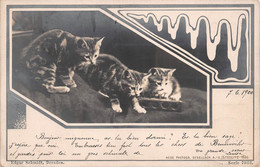EDGAR SCHMIDT, Dresden, Serie 7033 - 3 Chats Cats Katzen -  Oranotypie AG STEGLITZ 1900 ( ͡♥ ͜ʖ ͡♥) ♥ - Sonstige & Ohne Zuordnung