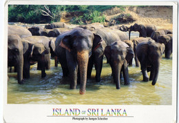 ♥️  Island Of Sri Lanka.Elephants - Pinnawela (17 X 12 Cm) (B-28) - Sri Lanka (Ceylon)
