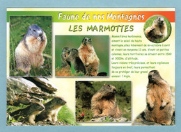CP Animaux - Faune De Nos Montagnes - Les Marmottes - Sonstige