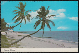 USA - Florida - Tropical Florida - Beach - Palmen - Tampa