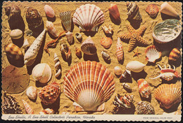 USA - Florida - Sea Shells Collector Paradise - Tampa