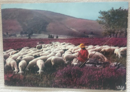 Bergere Et Ses Moutons Correziens 1970 Dans La Bruyere Baluchon Baton Au Village Des Monedieres -ed Iris 19/117 - Landbouwers