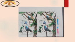 O) 2020 CUBA, CARIBBEAN, IMPERFORATED, BIRD, PIGEON - DOVE,  COLUMBA OENAS, CONSERVATION STATUS OF LESS CONCERN  LC, MNH - Geschnittene, Druckproben Und Abarten