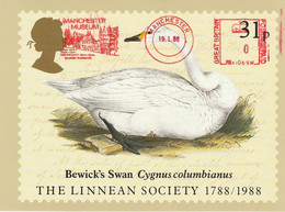 1988 - Manchester Museum Machine Stamp On PC - The Linnean Society - 1788/1988 - Bewick's Swan - Frankeermachines (EMA)