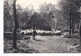 CPSM Bergerie Des Landes, Moutons, éd Vignes - Autres & Non Classés