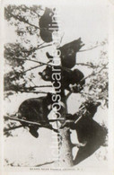 BEARS NEAR PRINCE GEORGE BRITISH COLUMBIA OLD R/P  POSTCARD CANADA - Prince George