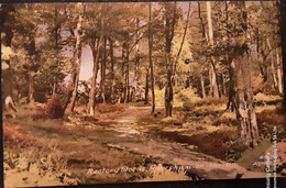 Amersham On The Hill - Rectory Woods - 1968 - Buckinghamshire