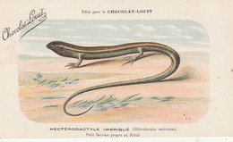 ***  ANIMAUX ***  CPA   Saurien  - Reptiles  HECTERODACTYLE IMBRIQUE Brésil   --  Chocolat Louit  --neuve/unused  TTB - Tartarughe