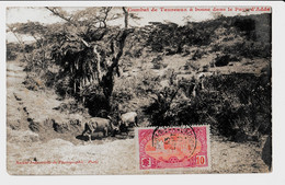 CPA Djibouti Cotes Francaises Des Somalies COMBAT  DE TAUREAUX A BOSSE RARE + TIMBRE 13/4/1910 - Non Classés