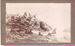 San Francisco Real Photo "The Seal Rocks" Near Cliff House Ca 1895 - Oud (voor 1900)