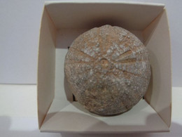 Erizo De Mar Fósil. Psephechinus Michelini. Edad Jurásico, Bathoniense. 175 Millones De Años. Gourama, Marruecos. - Fossiles