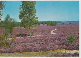 Lüneburger Heide, Niedersachsen - Lüneburger Heide